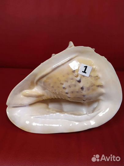 Морские ракушки раковины из личной колекции