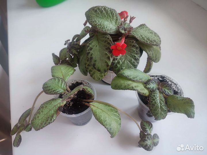 Комнатные растения по 50р