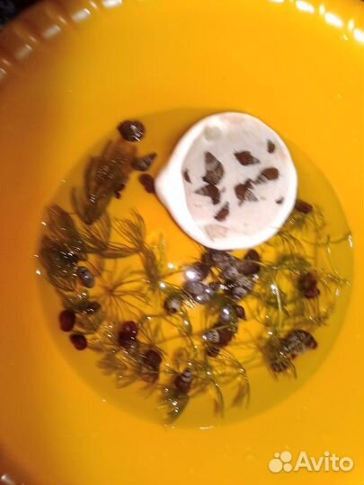 Аквариумные улитки Ампулярии