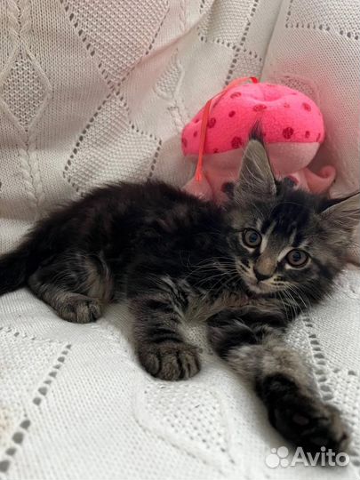 Котята маякун