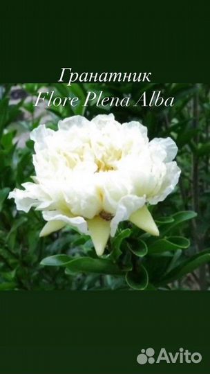 Гранат комнатный, гранатник