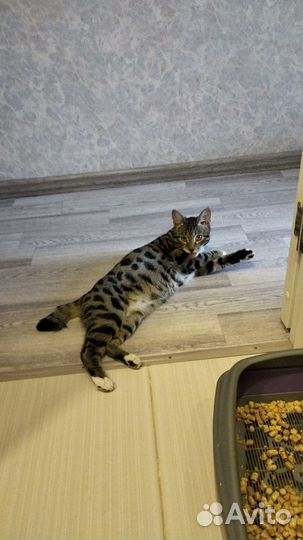 Кот метис в добрые руки