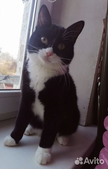 Молодая кошечка в добрые руки