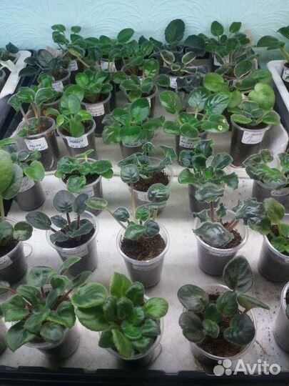 Детки сортовых фиалок и укор черенки