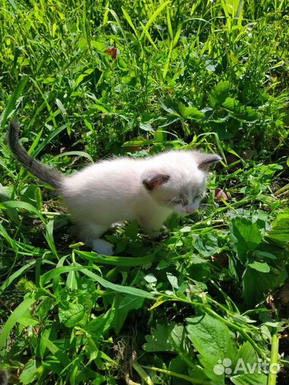 Котята в добрые руки бесплатно