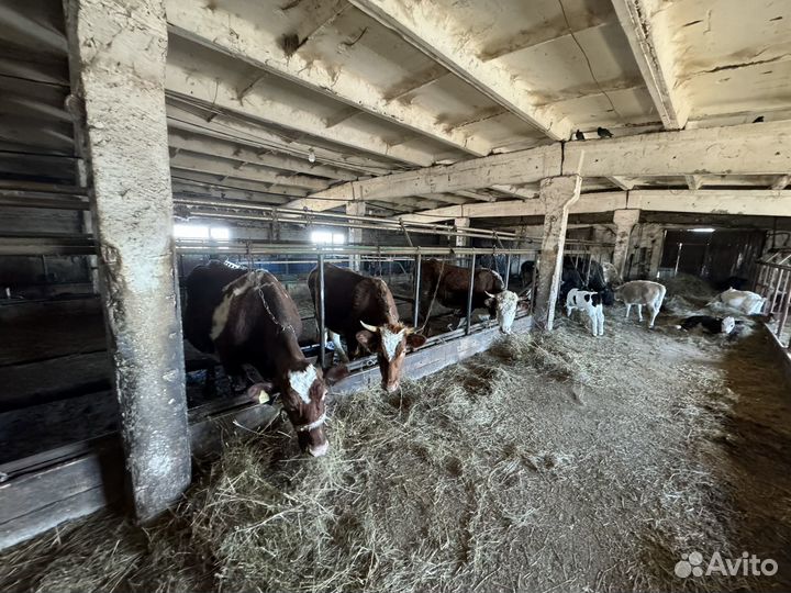 Бычки и быки