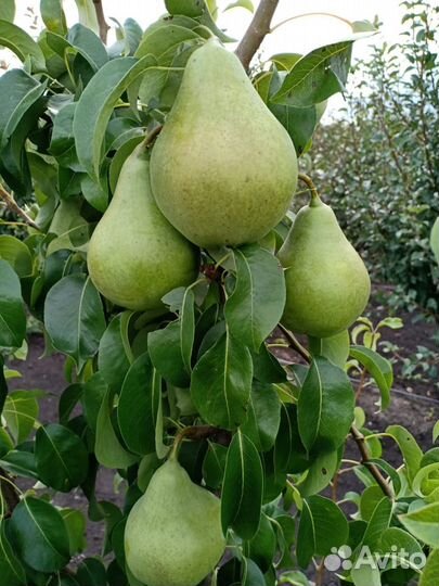 Плодовые деревья. Из питомника