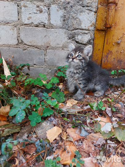 Котенок с мусорки