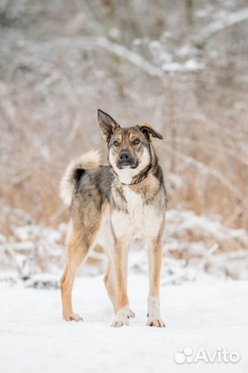 Пристраивается пес на охрану