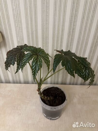 Бегония Гриффон