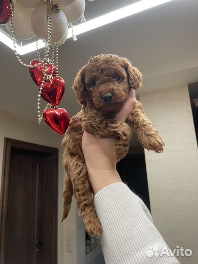 Мальтипу мини рэд браун