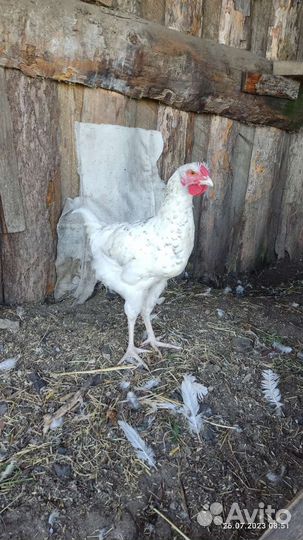 Молодые Петухи Пушкинской породы