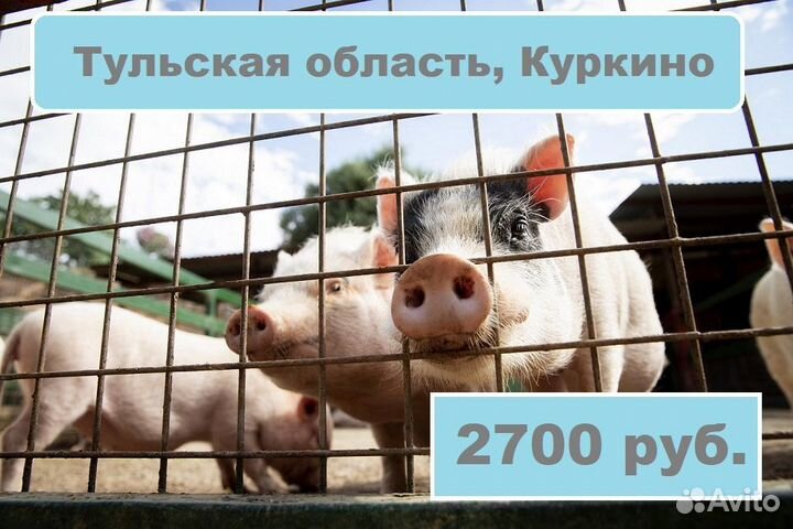 Разнорабочие на жвк. Вахта в Тульской области