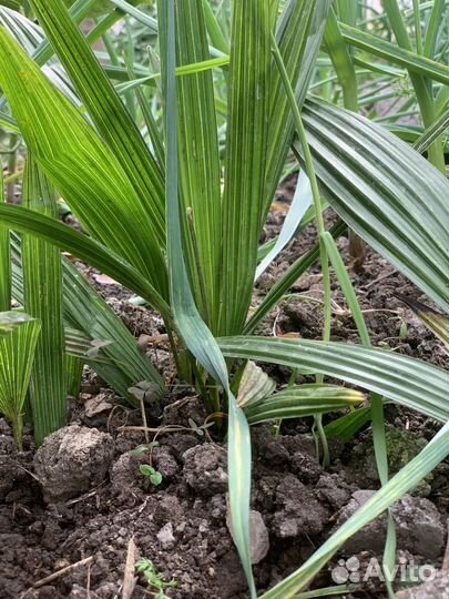 Пальма веерная