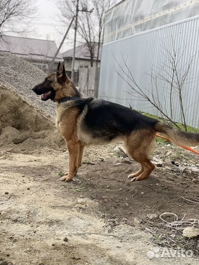 Немецкая овчарка