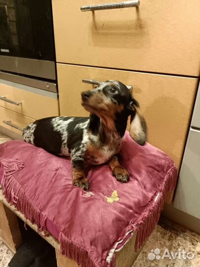 Щенки мраморной маскарадной таксы