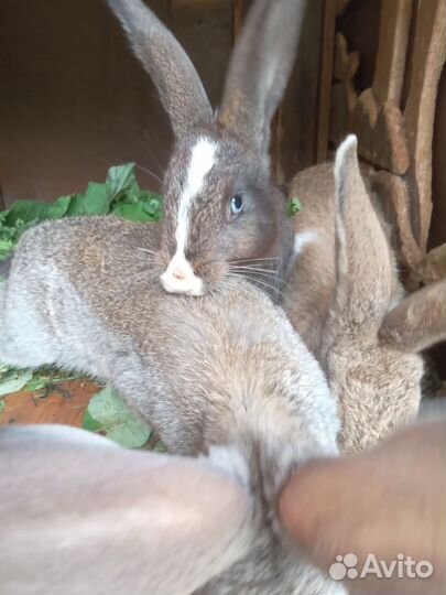 Продам кроликов