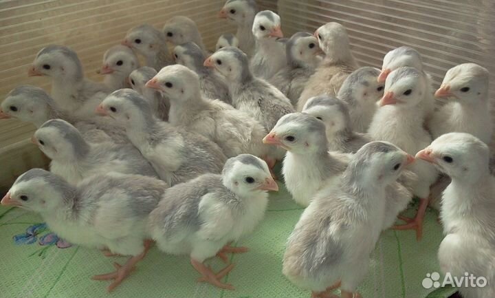 Яйцо и цесарята белой волжской элита