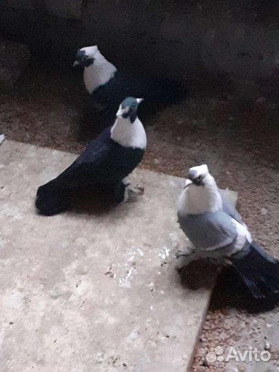 Голуби воронежские чистые Зоревые