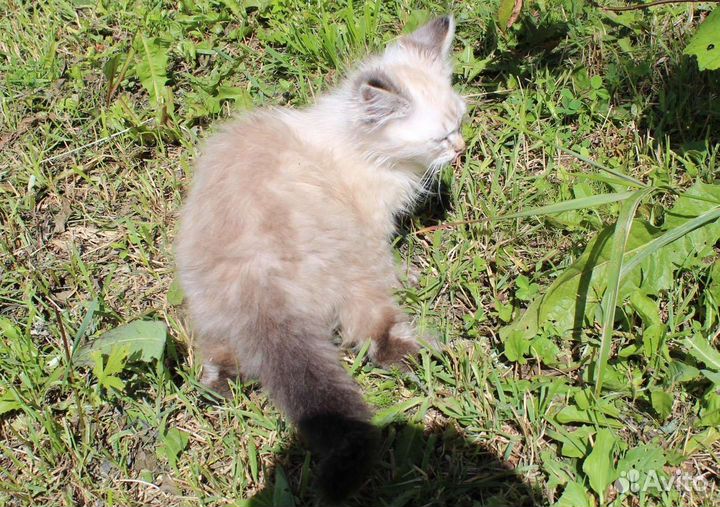 Котята мальчики 3 мес