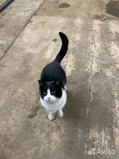 Кошка стерилизованная 2 года