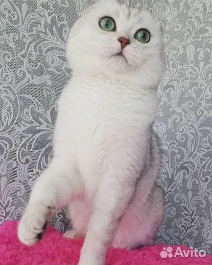 Серебряные шиншиллы