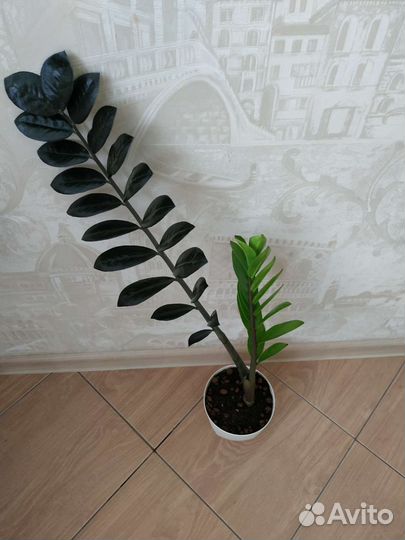 Замиокулькас чёрный 