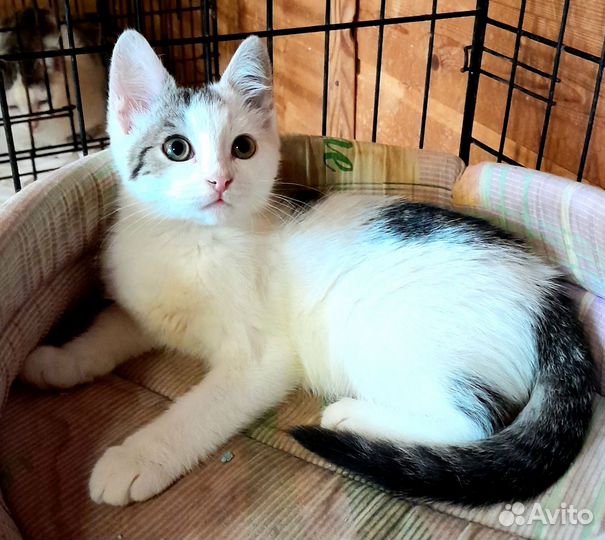 Котенок беляшик