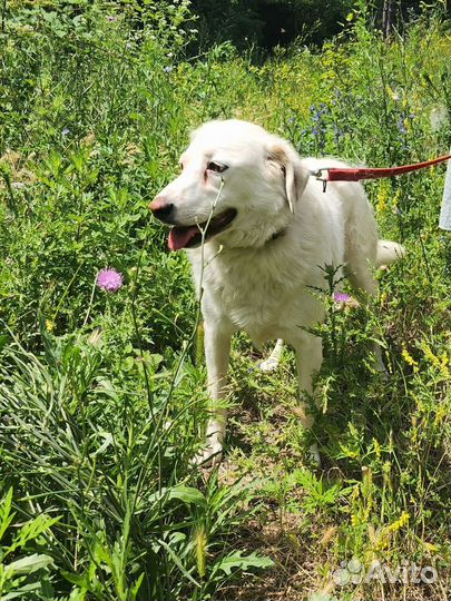 Милашка Белочка