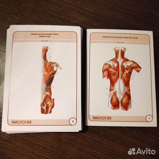 Карточки по анатомии, миология, Сапин