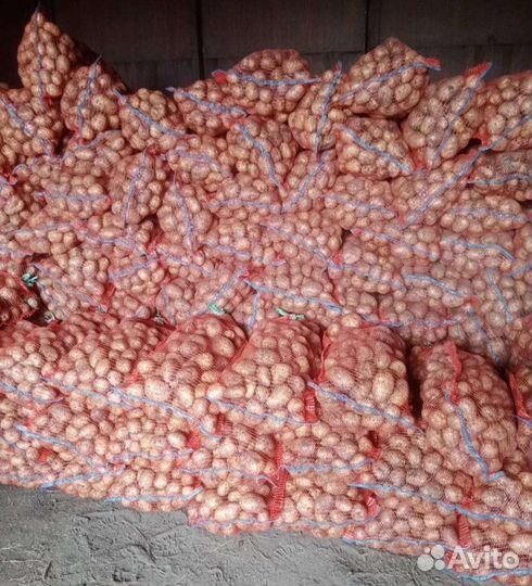 Продам картофель едовой