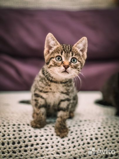 Котенок в добрые руки