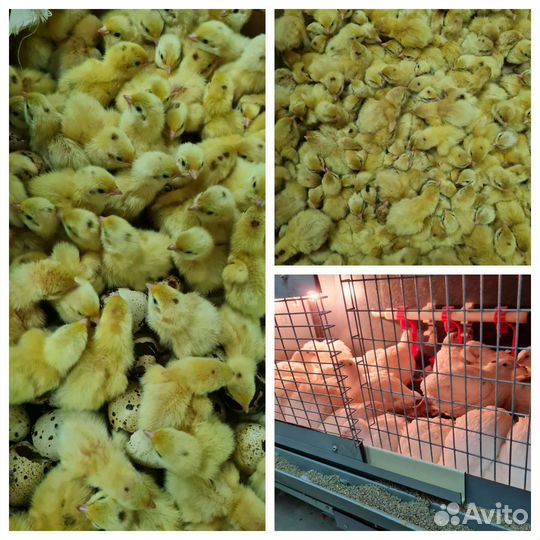 Яйца перепелиные