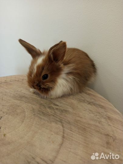 Декоративные кролики