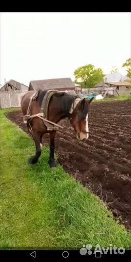 Продам лошадь