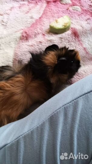 Морская свинка