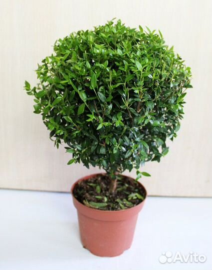 Комнатное растение мирт. Миртовое дерево