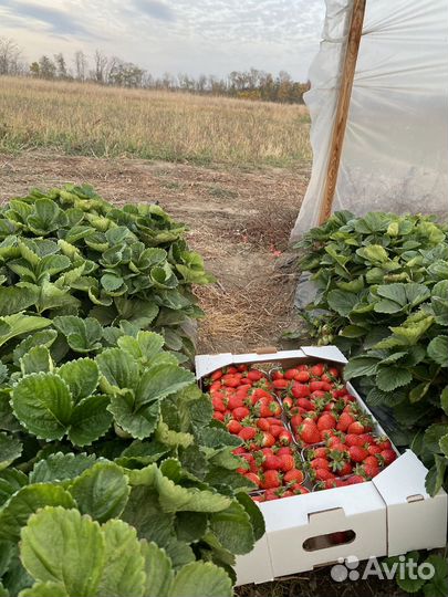 Рассада клубники априка, прими, альбион,мурана