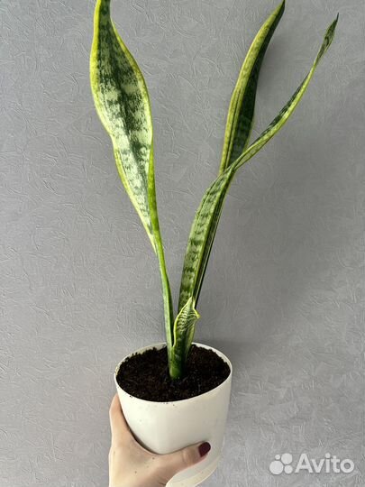 Сансевиерия сортовая