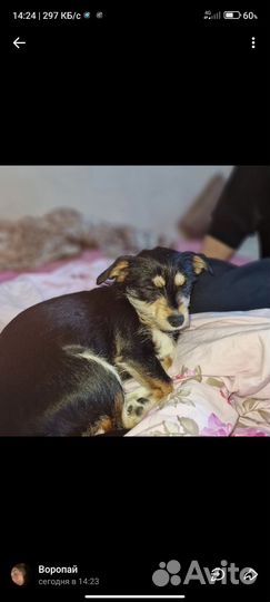 Собака в добрые руки