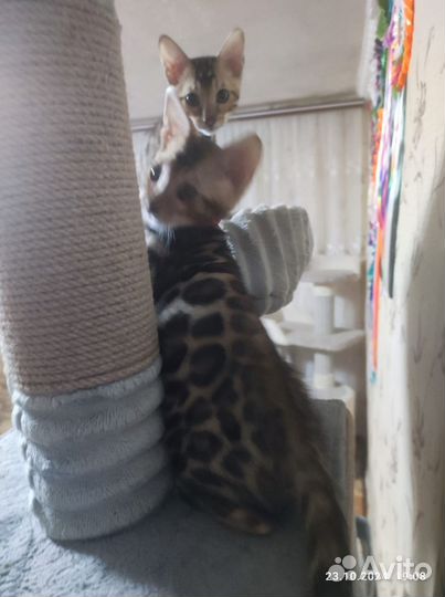 Бенгальские котята, леопардики