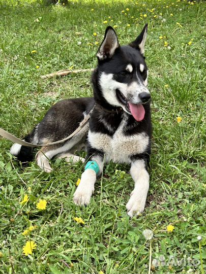 Метис хаски