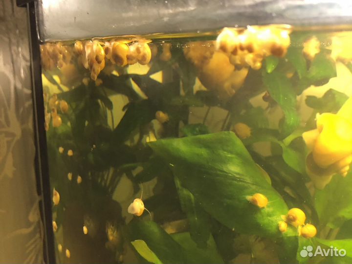 Улитки ампулярии