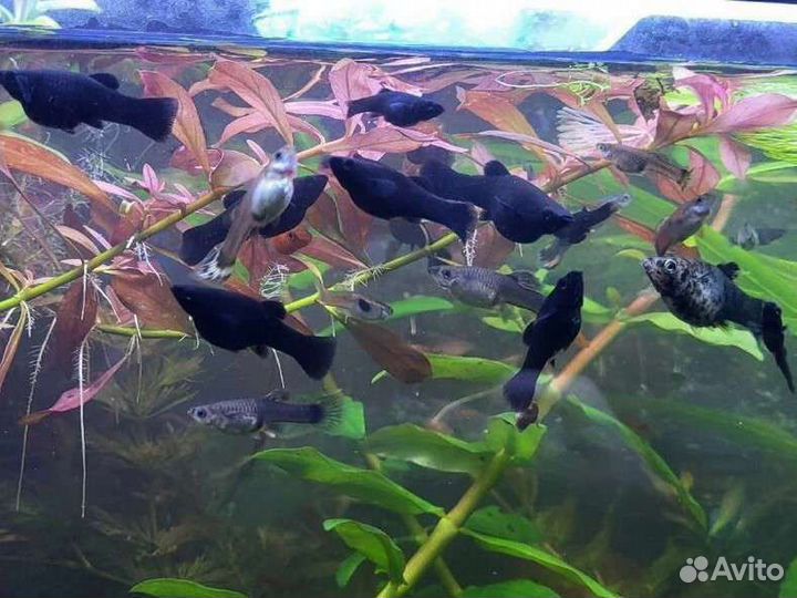 Аквариумные рыбки