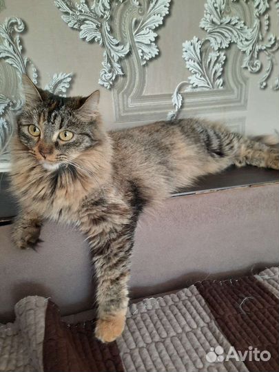 Кошечка в дар