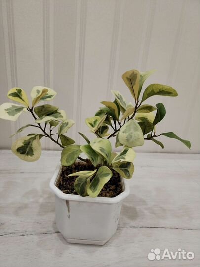 Шикарный триангулярис коконат крем