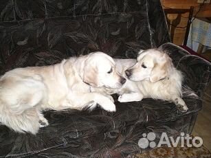 Гостиница для собак, длительная передержка