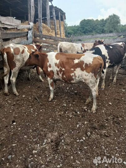 Первотелочки