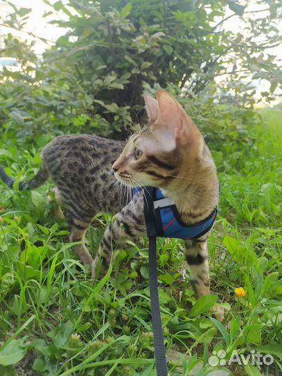 Котята саванна