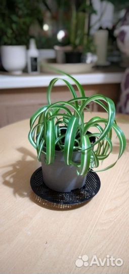 Хлорофитум кудрявый